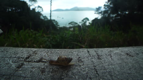 slow moving snail on wall with sea at background