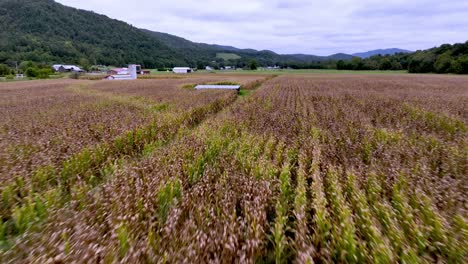 empuje aéreo rápido sobre los campos de maíz del este de tennessee cerca de mountain city, tennessee.