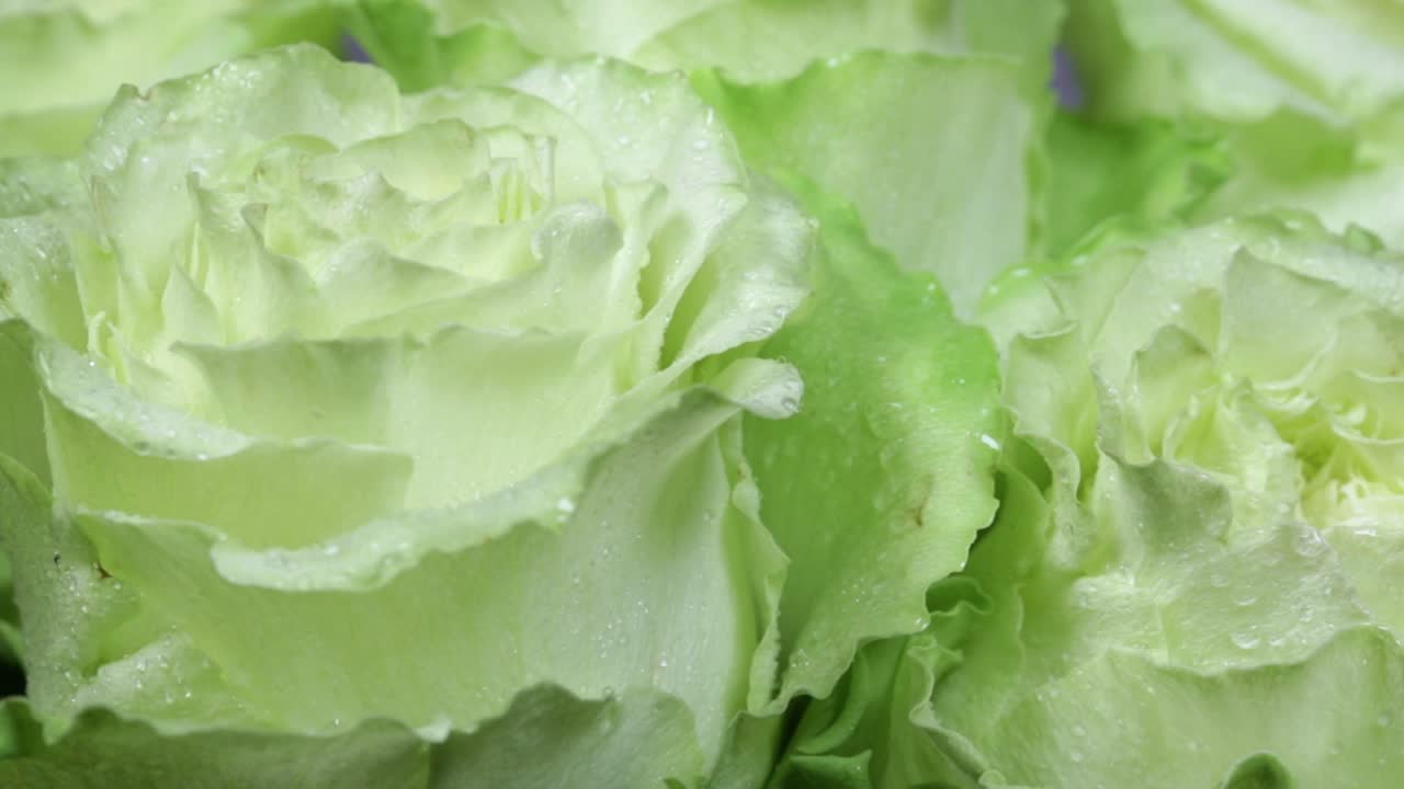 la flor de la rosa de cerca