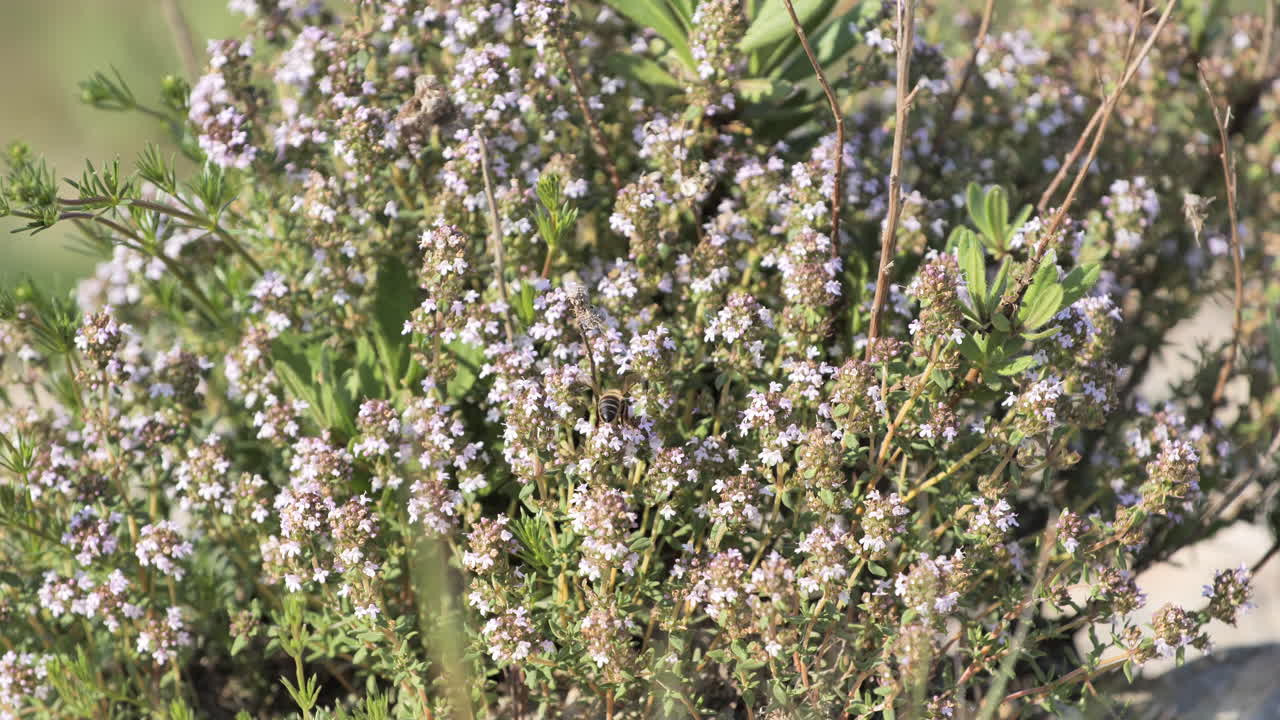 pequeña abeja en una planta de timus al sur de francia día soleado