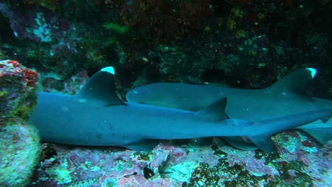 aquatic shot of sharks resting