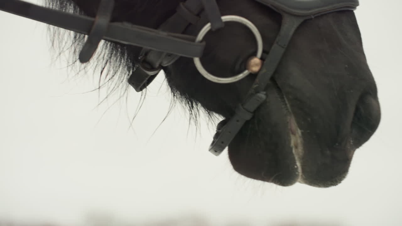 Closeup horse muzzle exhaling winter breath, bridle and bit framing wet whiskers and droplet, soft fog and muted horizon create solitary atmospheric portrait, tactile coat texture and quiet stillness