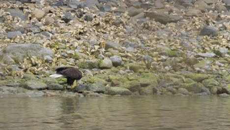 Medium-slow-motion-shot-of-an-eagle-on-a-shoreline-eating