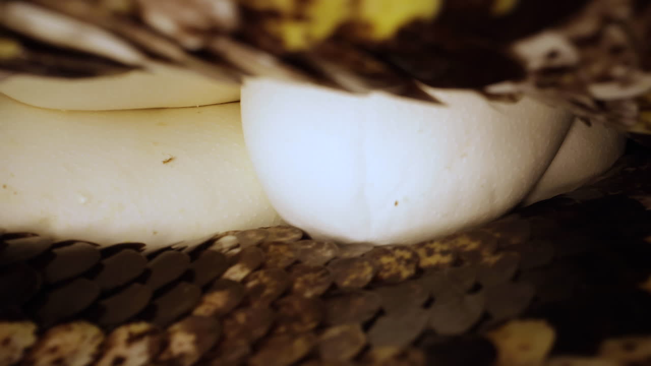 Burmese Python Lying On Her Eggs After Breeding In Captivity Free Stock ...