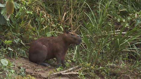 Capybara-sitting-on-edge-of-the-forest-chewing-on-long-grass-shoots