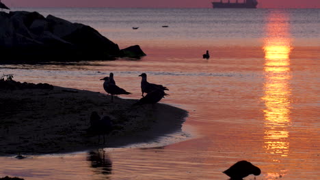 golden sunlight hits the sea surface near orłowo pier at sunrise and seagule