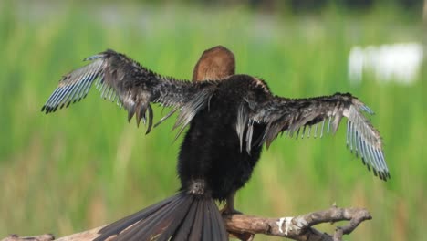 anhinga chick in pond chilling .