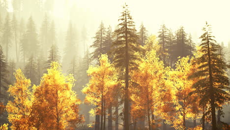 golden autumn forest