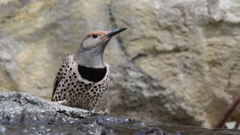 northern flicker drinking water from a fountain