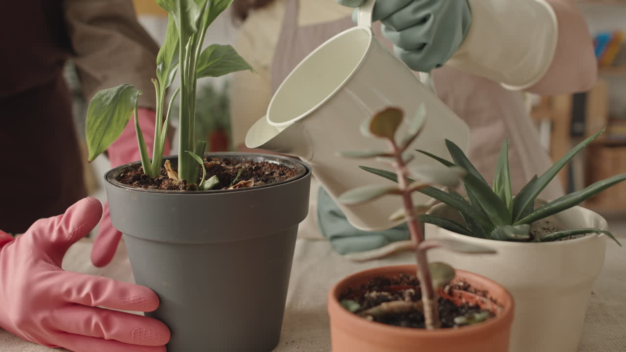 riego de las plantas de interior