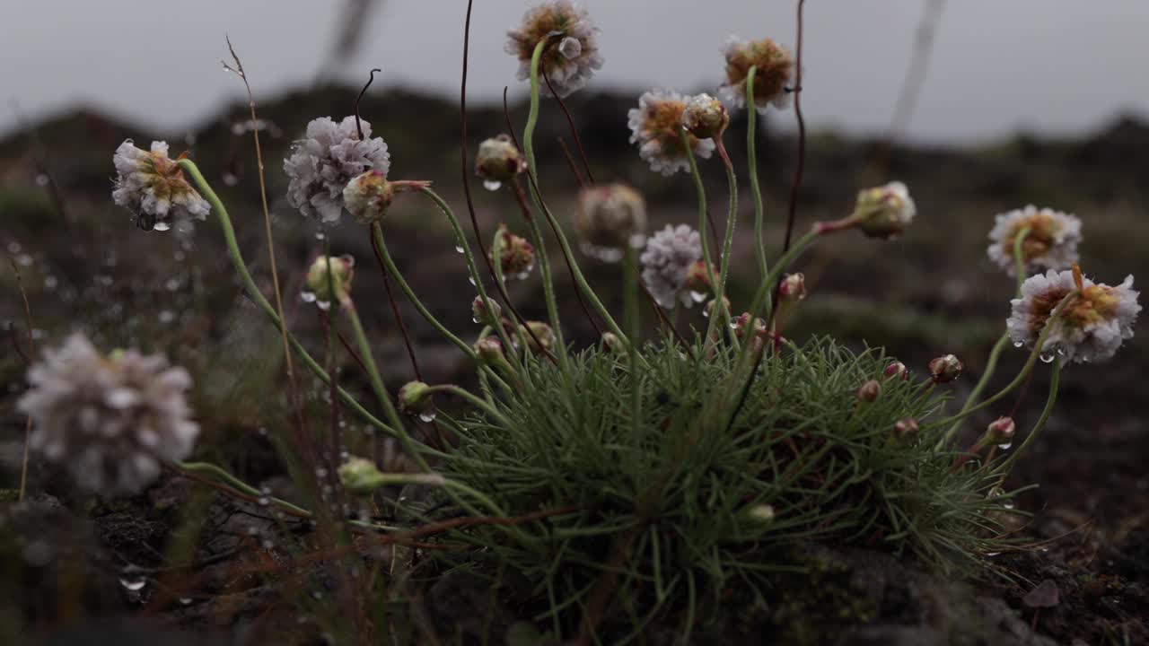 4k islandia cerca de flores y lava