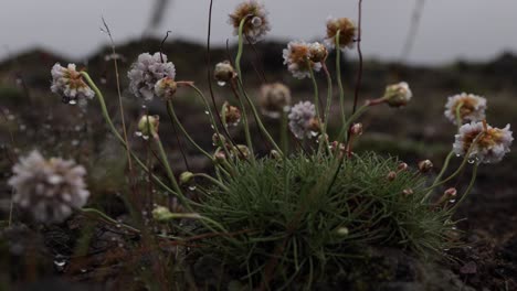 4k-Island,-Nahaufnahme-Von-Blumen-Und-Lava