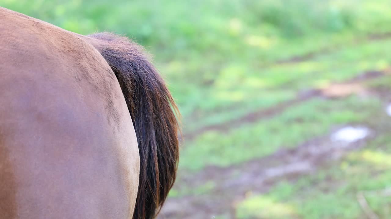 A horse's tail sways gently in a sunlit pasture, capturing natural movement and serene rural ambiance