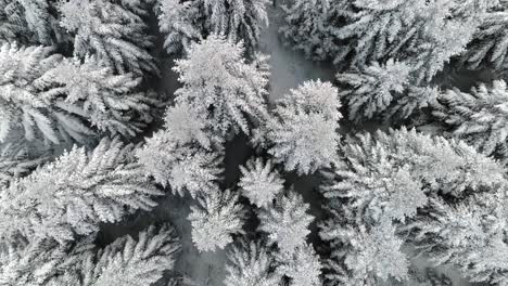 Aerial-view-of-winter-forest