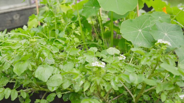 Watering parsley and Nasturtiums in the flower bed in garden in slow motion close up