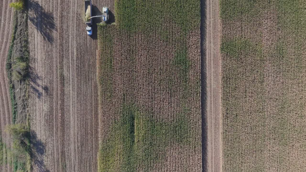 A combine in northeast Wisconsin chops corn for silage. Chopping corn silage is a process for creating high-quality feed for livestock, involving careful timing, moisture management, and equipment
