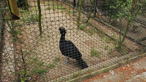 yellow-knobbed curassow bird inside the captivity with wire mesh fence