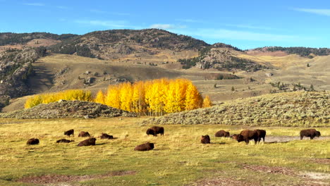 lamar valley buffalo buffalos family large herd yellowstone national park wyoming montana wildlife autumn fall sunny beautiful yellow aspen tree colors daytime stunning cinematic slow motion slide