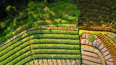 Toma-Aérea-Ascendente-De-Arriba-Hacia-Abajo-De-Un-Agricultor-Que-Trabaja-En-Una-Plantación-De-Hortalizas-En-La-Ladera-Del-Monte-Sumbing-Durante-El-Día-Soleado,-Indonesia