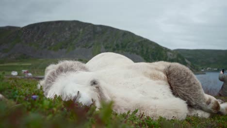 camello blanco acostado y durmiendo en el prado en noruega