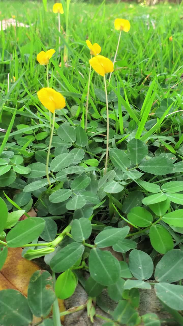 Vertical insert shot of yellow wildflowers (Arachis pintoi) in a lawn. Low-angle detail emphasizes the flora and background bokeh