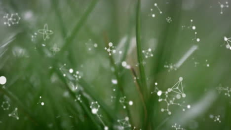 molecular structures and connections animation over close-up of green grass