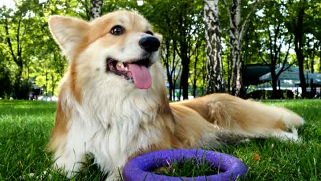 el gallés gracioso corgi perro esponjoso caminando al aire libre