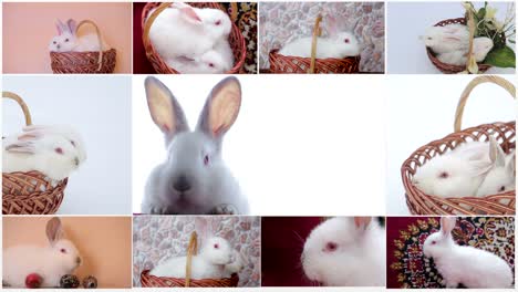 rabbits chroma key, white bunny sniffing and looks around, green grass with dandelions, spring time, close up view