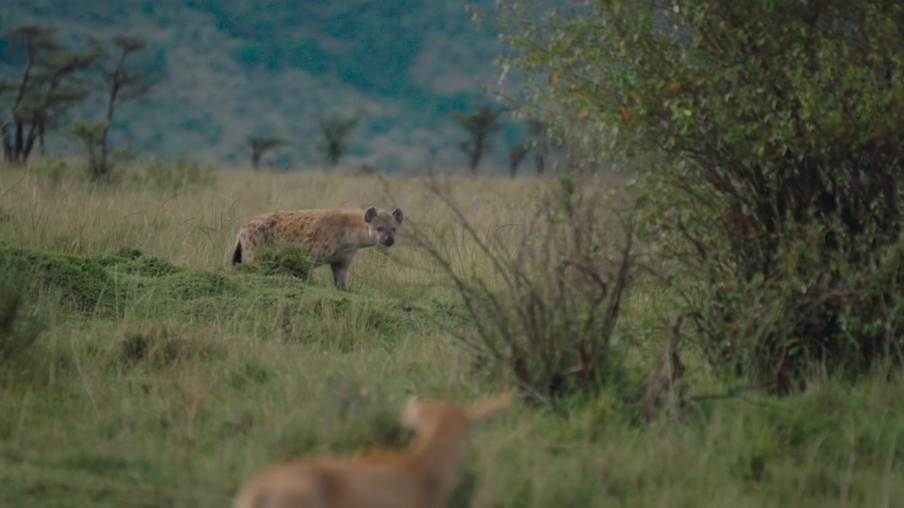 Hyena stalking a young eland through tall grass in the kenyan wilderness during a safari