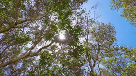 BLUE-SKY-WITH-RADIANT-SUN-AND-TREES-MOVE-BRANCHES-IN-FRESH-BREEZE-FRONT-OF-THE-SEA