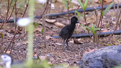 white breasted waterhen chicks walking on the forest floor and curiously observing their surroundings - close up