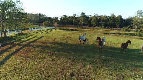 Magníficos-Caballos-árabes-Galopando-Por-Una-Granja-De-Cría-De-Caballos.