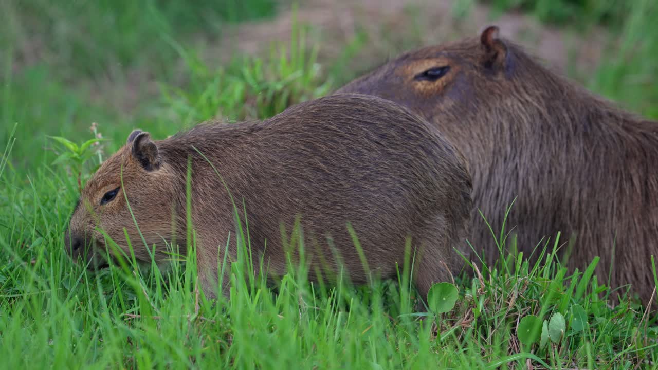 Young Capybara Eating Lush Grass On Field With Adult Resting Behind. closeup, static shot