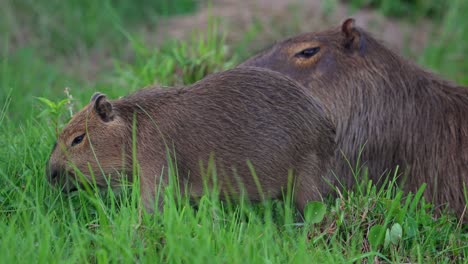 young capybara eating lush grass on field with adult resting behind. closeup, static shot