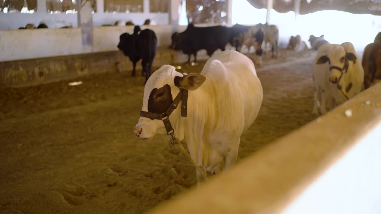 Toro bianco di razze bovine pakistane in una fattoria di allevamento nel Sindh, Pakistan. Scena agricola con animali domestici, vita rurale e pratiche agricole nell'Asia meridionale.