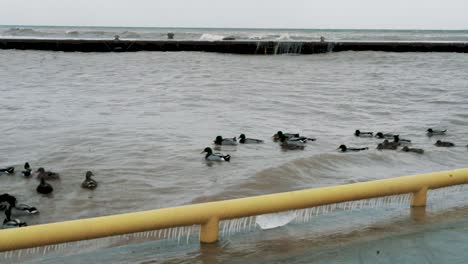 Patos-Surfeando-En-El-Puerto