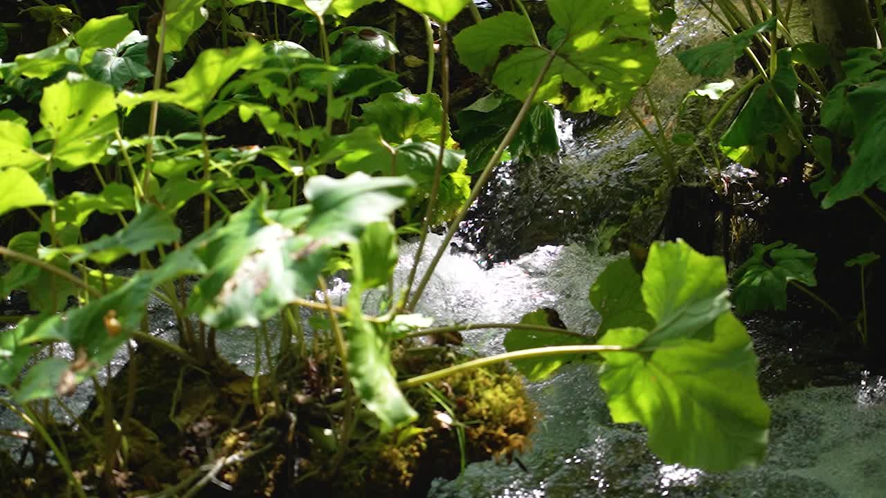 pequeña corriente de río forestal que fluye sobre el terreno, rocas