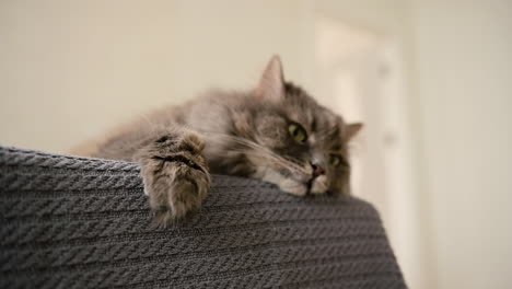 entzückende müde katze, die zu hause auf dem sofa ruht