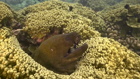 La-Anguila-Morena-Gigante-Está-Siendo-Limpiada-Por-Un-Pez-Limpiador-En-Un-Arrecife-De-Coral-Tropical