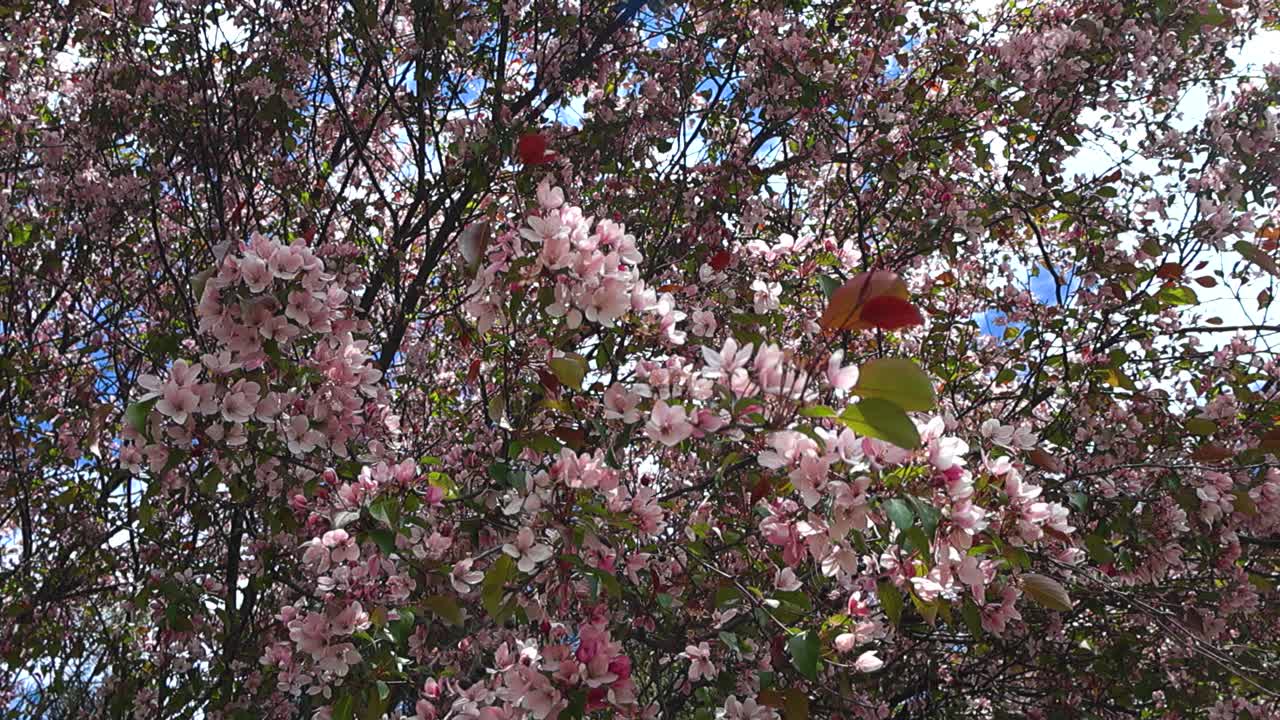 Gorgeous slow motion footage of pink and red colored cherry blossom or apple tree blossom petals on a large tree that moves in the wind in slow motion during a sunny summer day. Blue sky visible.