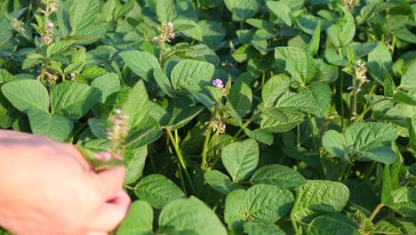 close-up of a hand inspecting soybean plants with purple flowers in a field