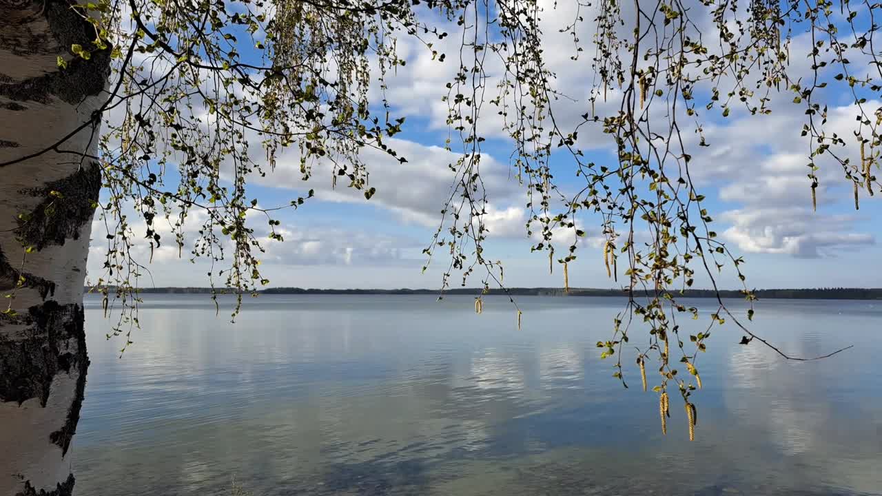 Vista grandangolare di una betulla e delicati rami pendenti accanto a un lago calmo, con cielo blu, nuvole sparse e riflessi naturali in una serena composizione diurna. Nessuno visibile da nessuna parte