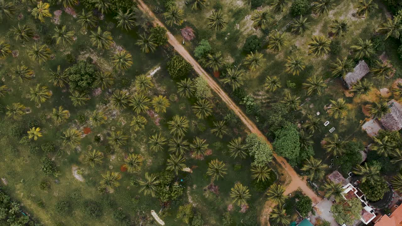 Road Through Coconut Farm In Chennai. Aerial Top Down Rotating View