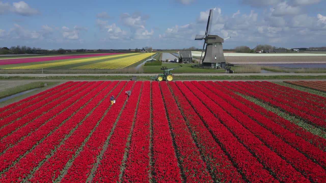 Sterminati campi di tulipani con un mulino a vento rustico, Keukenhof, Paesi Bassi