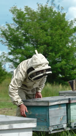 male apiarist working on his bee farm located in the nature. man in special outfit opening the lids of beehives. lots of bees flying around. vertical video
