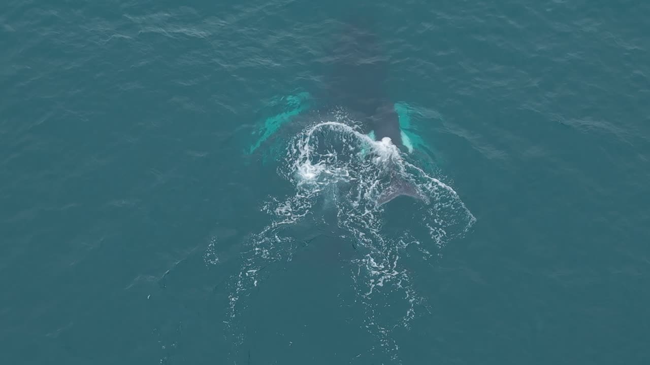 Humpback whales swim in Santa Marianita, Ecuador, showing tender bond