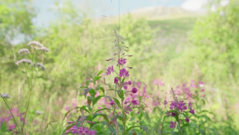 Scenic-View-Of-Fireweed-Blooming-In-Forest-Of-Lyngsdalen,-Norway