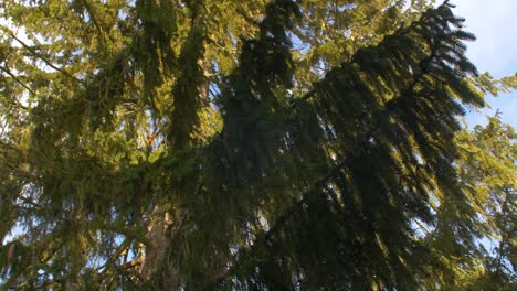 pine tree branches blown by massive wind