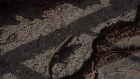 Lagarto-De-Pared-Común-Sobre-Una-Roca-De-Cerca