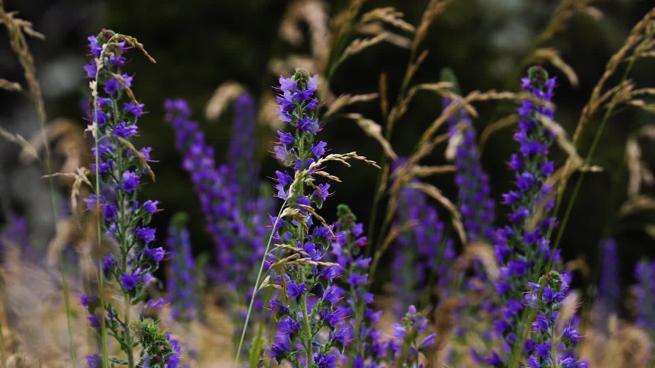 arbustos de lavanda primer plano en el viento, fondo de naturaleza púrpura